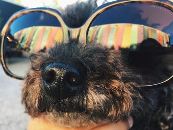 Close-up of dog wearing sunglasses