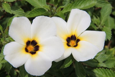 Close-up of white flowering plant