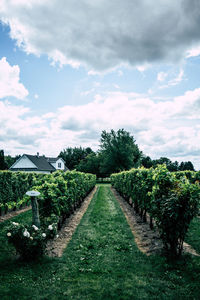 Green vineyard