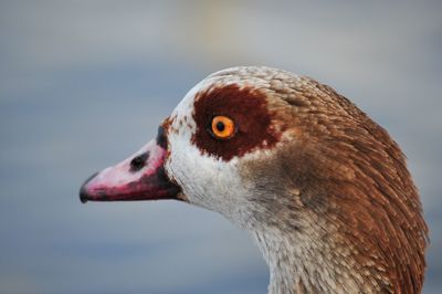 Close-up of a bird against blurred background