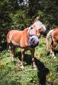 Horses in ranch