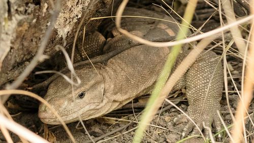 Close-up of indian monitor lizard