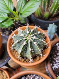 Gymnocalycium mihanovichii cactus plant