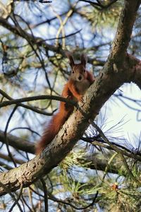 Low angle view of squirrel on tree