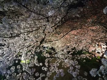 Full frame shot of cherry blossom