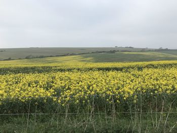 Scenic view of oilseed rape field against sky