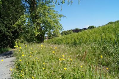 Scenic view of grassy field against sky