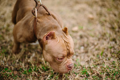 A pit bull sniffing 