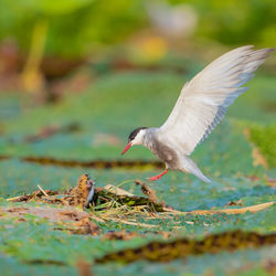 Close-up of bird flying over field