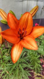 Close-up of orange flower