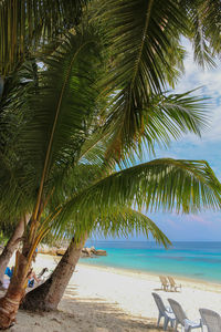 Palm tree on beach against sky