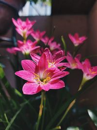 Close-up of pink flowering plant