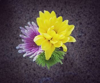 Close-up of yellow flower blooming outdoors