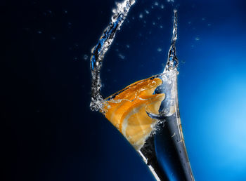 Close-up of fish swimming in water