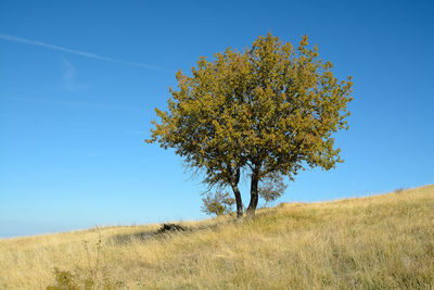 Tree on field against clear blue sky