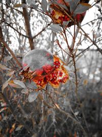 Close-up of red berries on tree during winter