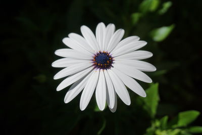 Close-up of white flower blooming outdoors