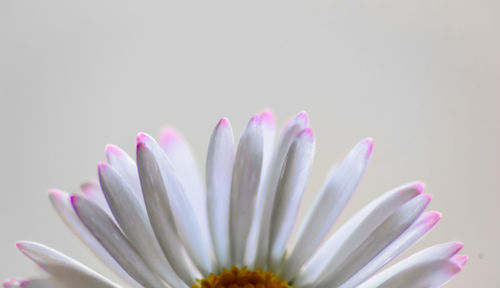 Close-up of flowers over white background