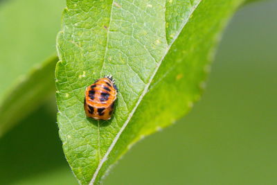 Ladybug larva in its cocoon