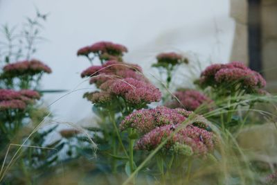 Close-up of pink flower