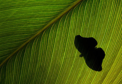 Shadow of butterfly on leaf