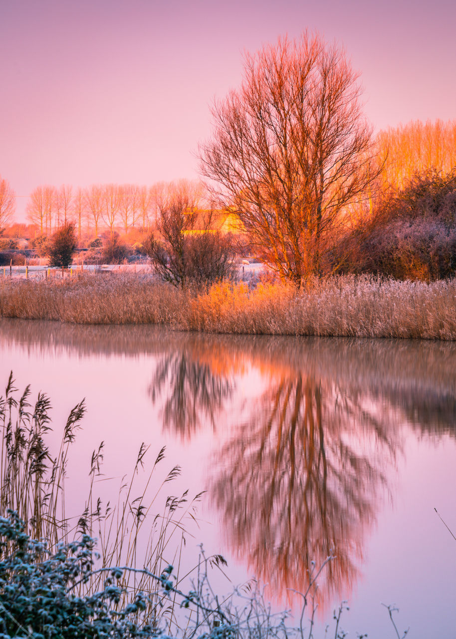 REFLECTION OF TREES IN LAKE DURING SUNSET