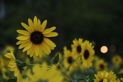 Close-up of yellow flowering plant