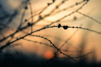 Close-up of plant against sky
