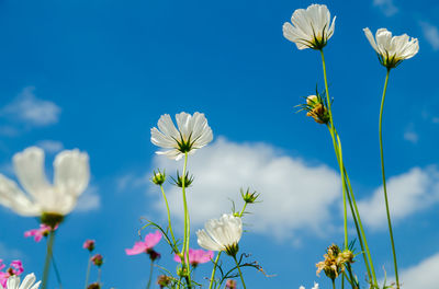 Low angle view of cosmos flowers blooming against blue sky