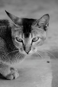 Close-up portrait of cat