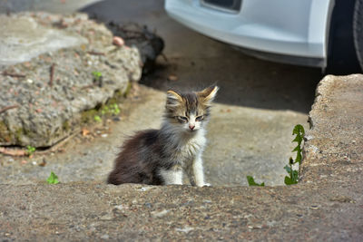 Portrait of cat looking down