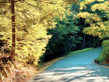 Road amidst trees in forest