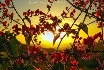 Low angle view of red flowers