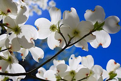 Low angle view of white flowers blooming on branch