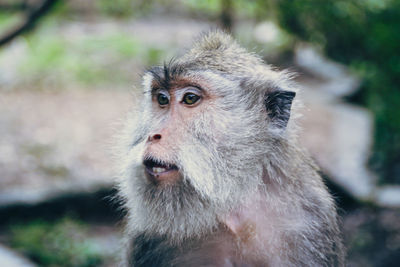 Portrait of monkey