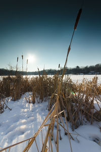 Plants on snow covered land against sky