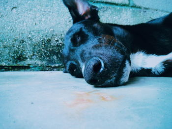 Close-up portrait of dog