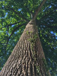 Low angle view of trees in forest