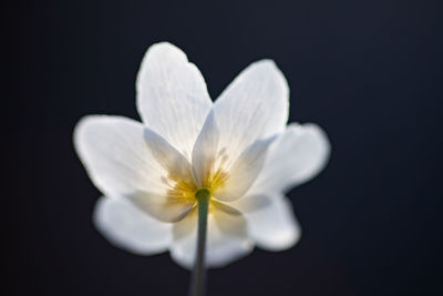 Close-up of white flower against black background