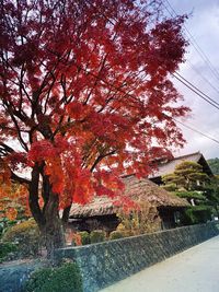 Low angle view of trees against sky during autumn