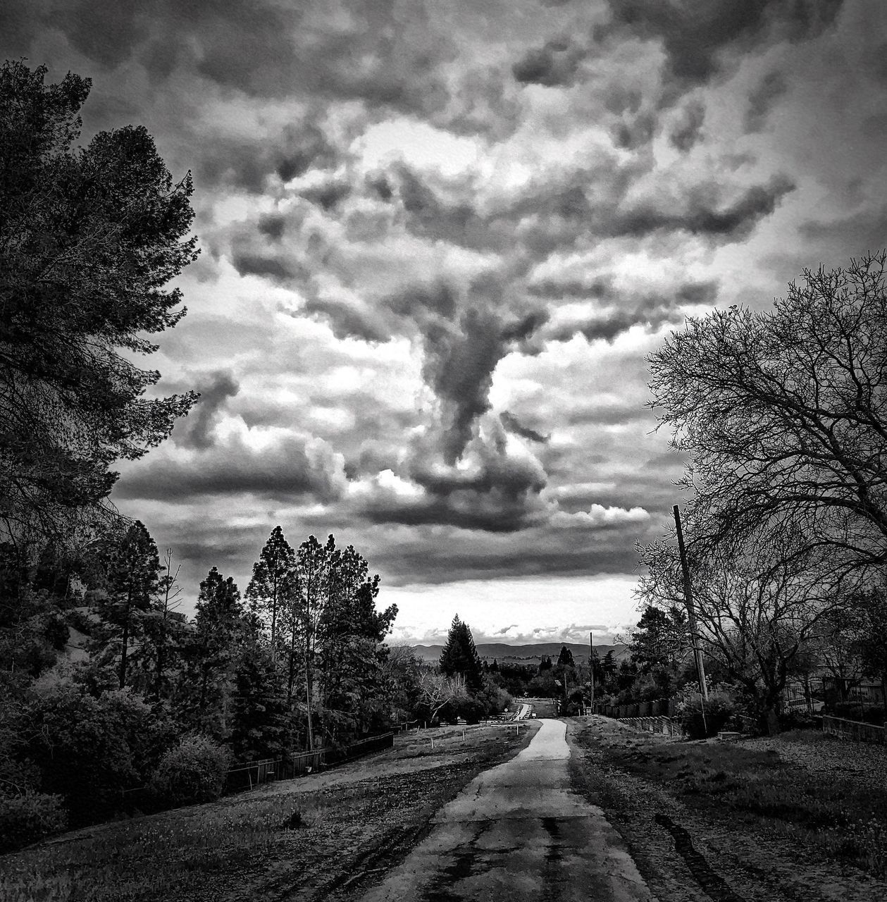 EMPTY ROAD ALONG TREES AND LANDSCAPE