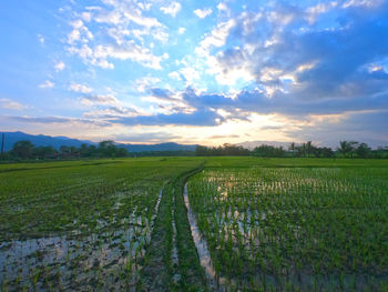 Scenic view of agricultural field against sky during sunset