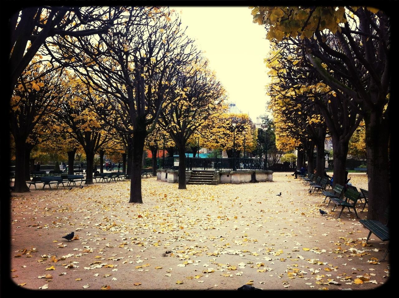 tree, transfer print, auto post production filter, treelined, street, tree trunk, autumn, season, sunset, road, incidental people, sky, city, car, clear sky, nature, bare tree, park - man made space, tranquility, branch