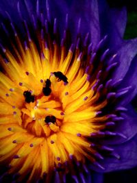 Close-up of yellow flower