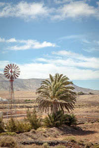 Palm trees on field against sky