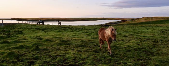 Horses grazing on field against sky