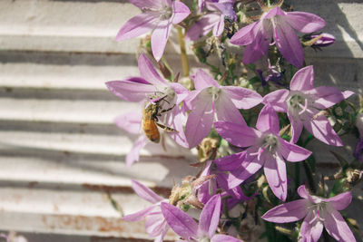 Close-up of bee pollinating on pink flower