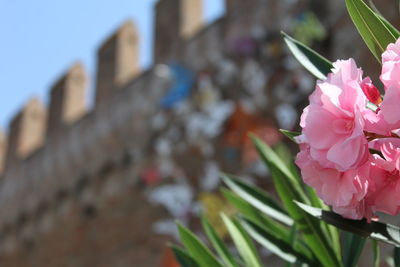 Close-up of pink rose