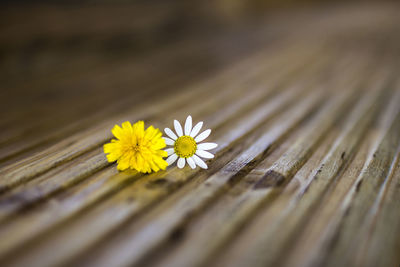 Close-up of yellow flowering plant