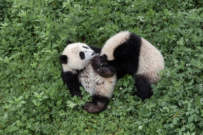View of two panda bears playing